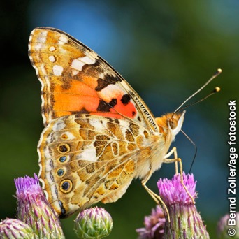 Se Resuelve El Misterio De La Mariposa De Los Cardos