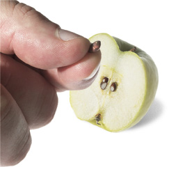Mkpụrụ osisi apụl