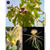 Drzewo figowe, winorośl i kolczasty krzew
