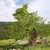 Black Mulberry Tree
