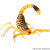 Scorpions
