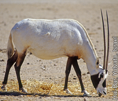 Arabian oryx