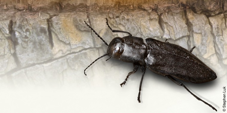 A black fire beetle