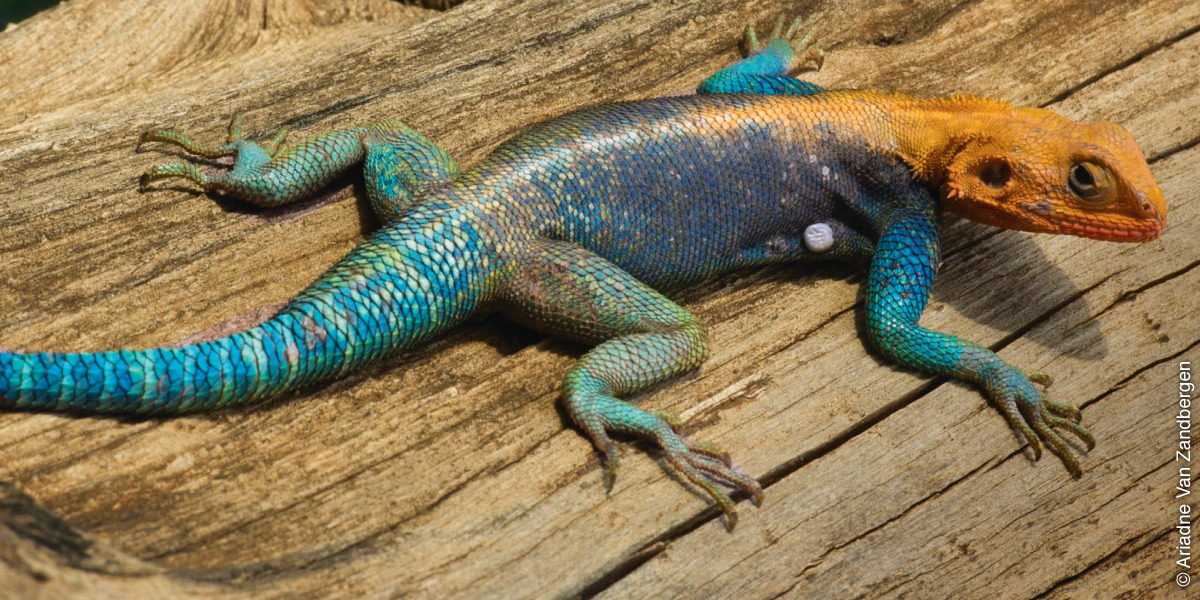 Agama Lizard svans | Var den designad?