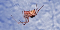 Araña común tejiendo su telaraña