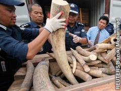 Представники державної служби в Малайзії вилучають контрабандну слонову кістку