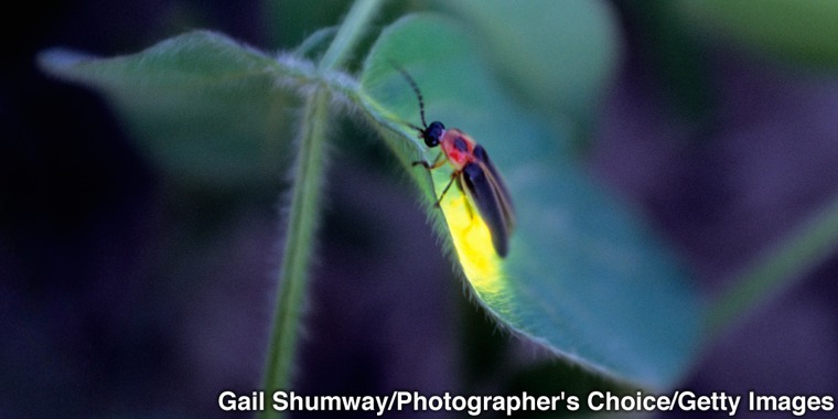 A Photuris firefly