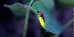 A Photuris firefly