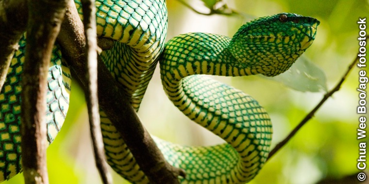 A snake climbing up a tree