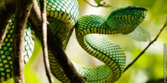 En slange der kravler op ad et træ