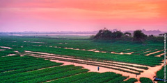 Risfält i Kambodja.