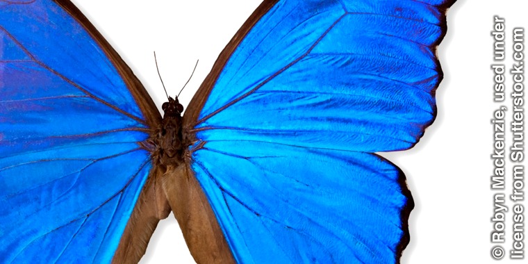 Giant Blue Morpho butterfly