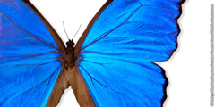 Сина морфо пеперутка
