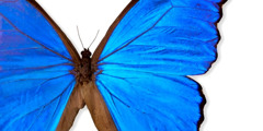 Гигантская ярко-синяя бабочка Морфо дидиус