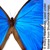Гигантская ярко-синяя бабочка Морфо дидиус