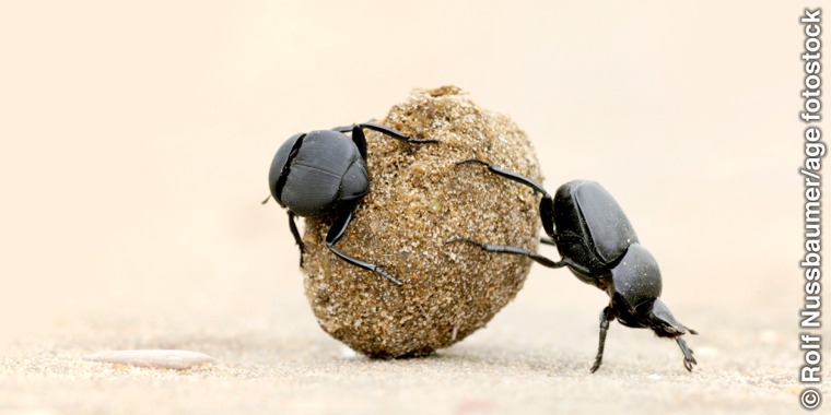 Two dung beetles rolling a ball of dung