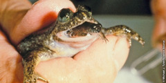 Cría de rana incubadora gástrica saliendo de la boca de su madre