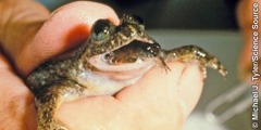 澳大利亞的雌性胃育蛙，幼蛙正從牠的口裡出來