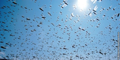 A locust swarm migrating