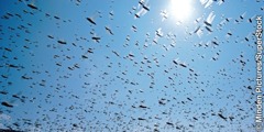 A locust swarm migrating