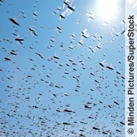 A locust swarm migrating