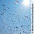 Un essaim de criquets en train de migrer