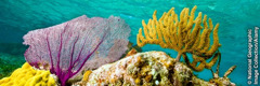 Het koraalrif van Belize