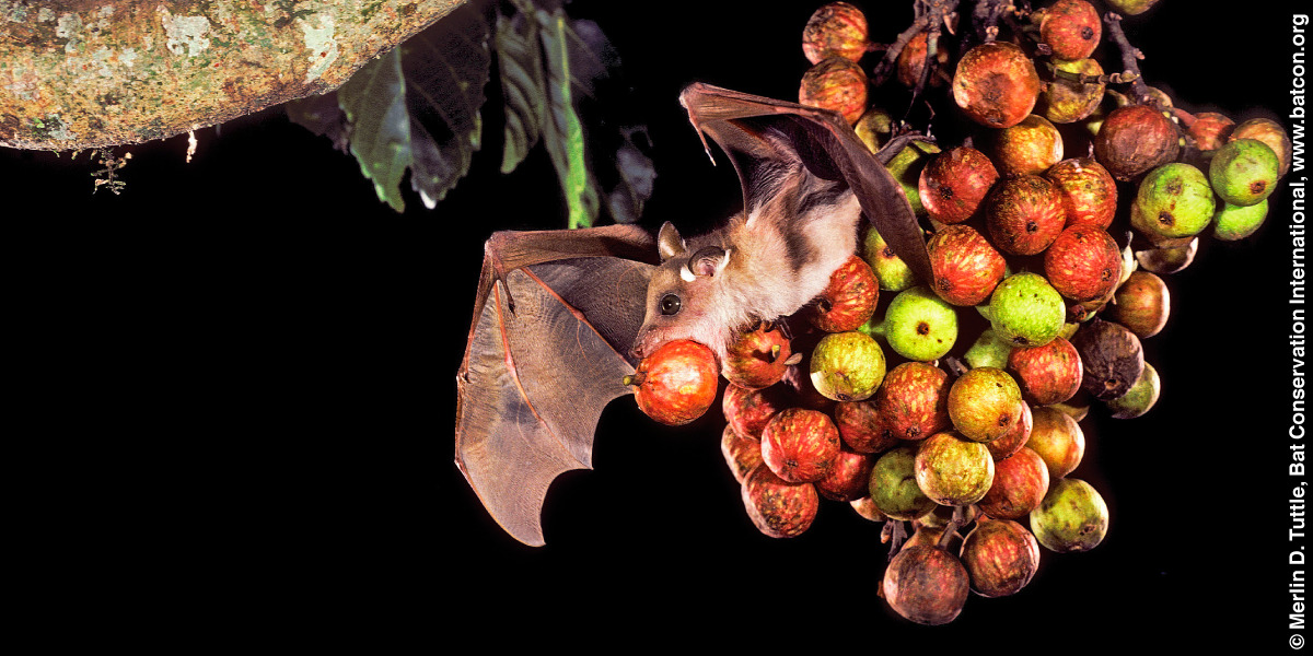 Morcegos-das-frutas — os jardineiros voadores da floresta tropical