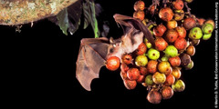 Um morcego-das-frutas come uma fruta de uma árvore