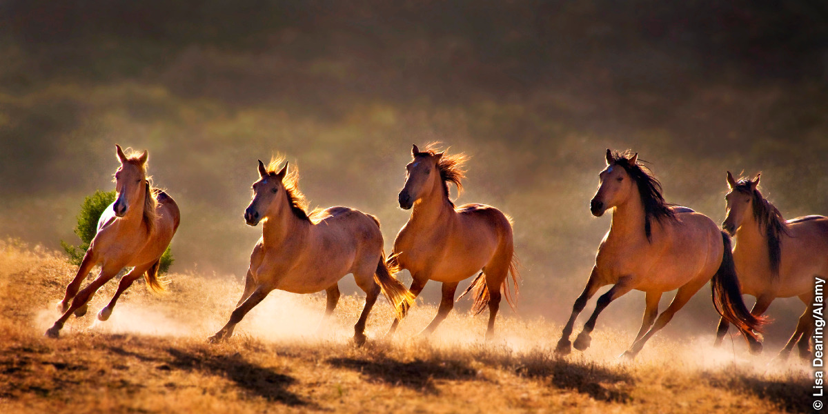 Horses galloping
