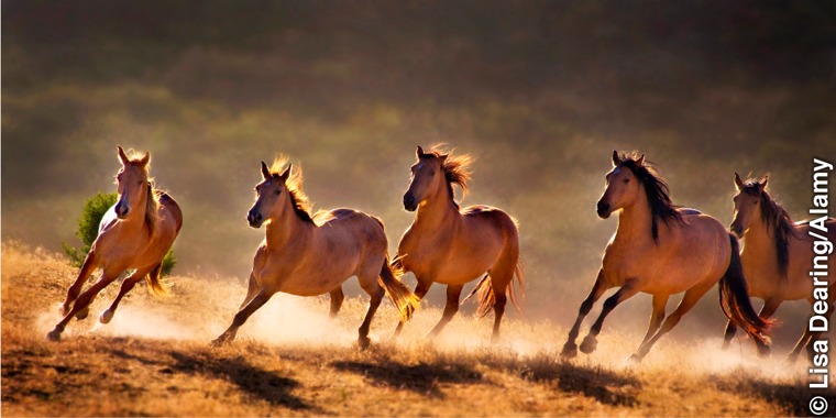 Horses galloping