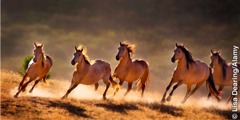 Лошади скачут галопом