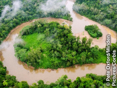 Sebagian dari hutan hujan Amazon