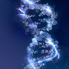 The DNA structure