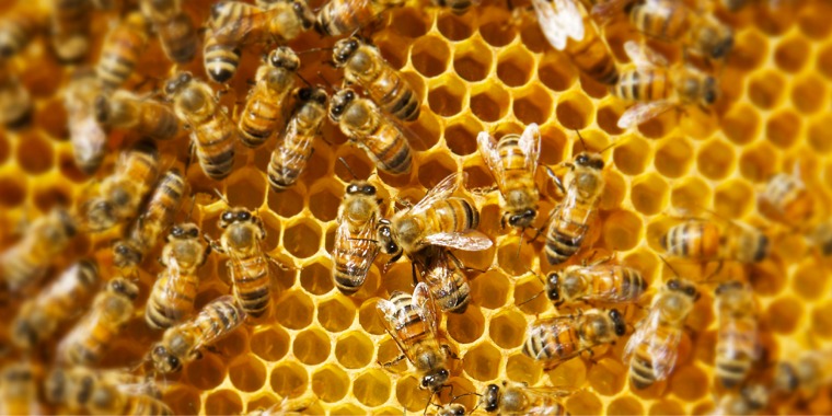 Honeybees working on their honeycomb