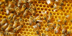 Honningbier der arbejder på en bikage