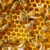 Lebah madu bekerja di sarang