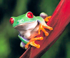 A red-eyed tree frog