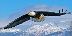 Uma águia voando com as penas da ponta da asa viradas para cima