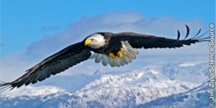 An eagle in flight with upturned wing-tip feathers