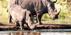 Два носороги