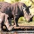 Dos rinocerontes