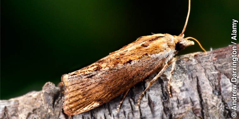 A greater wax moth