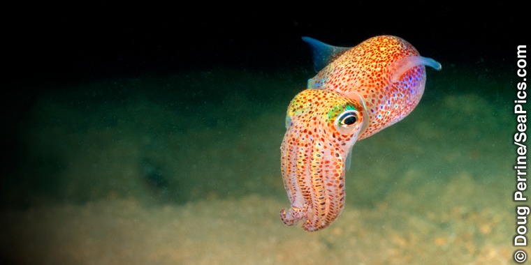 Hawaiian bobtail squid