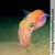 Гавайский короткохвостый кальмар