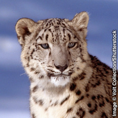 Leopard snežný