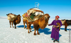 A two-humped Bactrian camel carries a large load