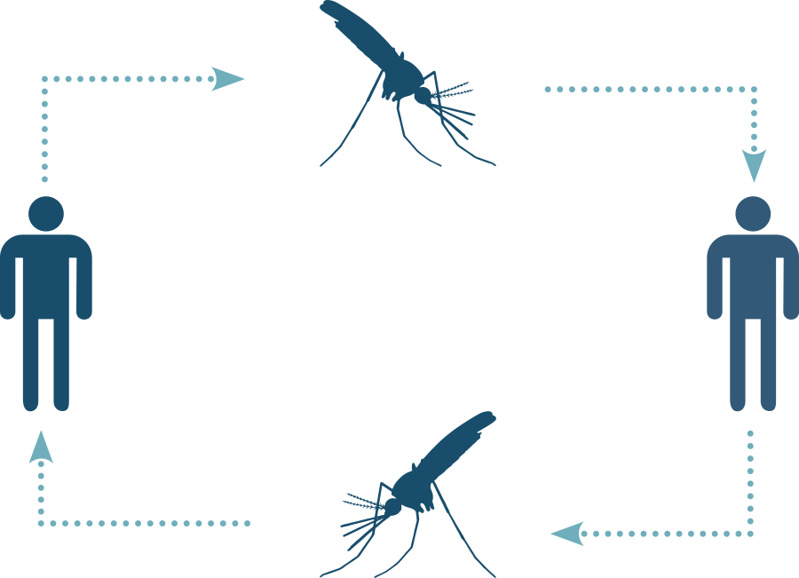 Malaria cycle involving mosquitoes and humans