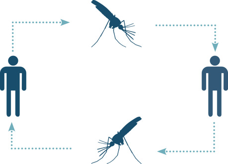 Chu kỳ bệnh sốt rét liên quan đến muỗi và người