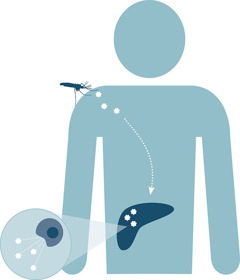 Dibujo que muestra cómo se esparcen los parásitos de la malaria en un cuerpo humano